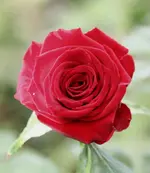 IMG_1366.webp
