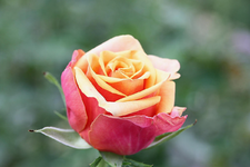 IMG_1368.webp