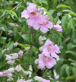 Chilopsis.webp