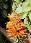 Leonotis leonurus.jpg