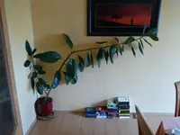 P1020853.webp
