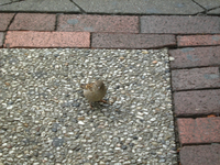 IMG_2593.webp