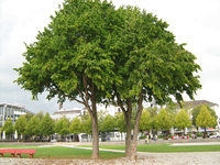 IMG_2600.webp