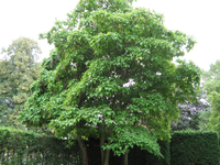 IMG_2612.webp