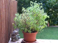 100_1872.webp