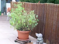100_1873.webp