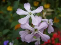 Blumen 087.webp