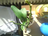 DSC00499.webp