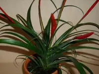 Geschenk.webp