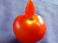 Tomaten.webp