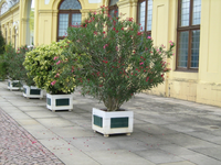 IMG_2618.webp