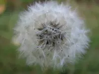 Pusteblume.webp