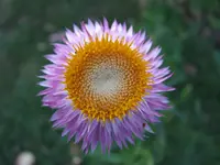 Strohblume.webp