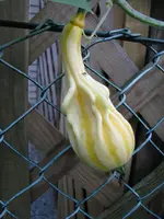 Zierkürbis.webp
