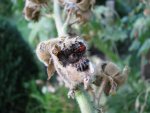 Stockrosensamen mit Besuch.jpg