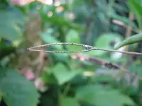 Spinnenblumensamen leer.webp