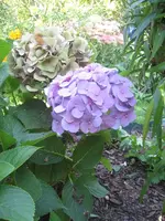 garten 09 002.webp
