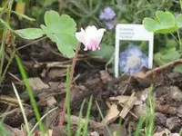 garten 09 017.webp