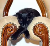 Katzen schlafen ueberall   L. d v.webp