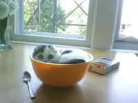 Katzen schlafen ueberall   L. e v.webp