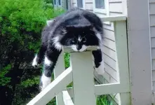 Katzen schlafen ueberall   L. f v.webp