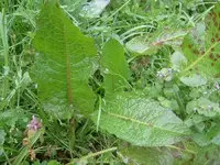 Dockleaf v.webp