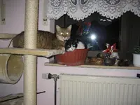Weihnachten 07 031.webp