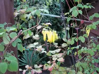 tränendes Herz rankend in gelb.webp