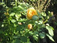 006.webp