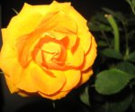 Rose orange 5 cm Blüte_nah.jpg