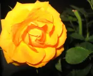 Rose orange 5 cm Blüte_nah.webp