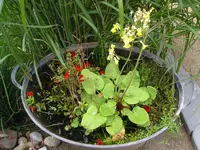 Zinkwanne1.webp