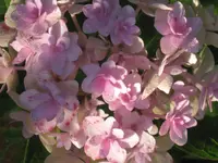 011.webp