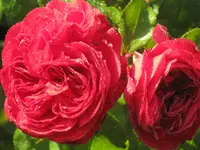 016.webp