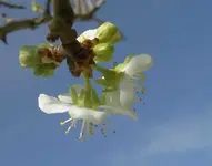 Pflaumenblueten v.webp