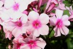 Phlox.JPG