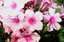 Phlox.webp