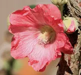 Stockrose.webp