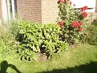 Rodendorn.webp