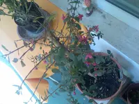 Bild010.webp