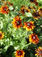 DSC00158.webp