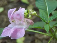100_4382.webp