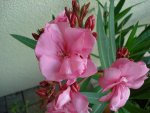 gef. Oleander.JPG