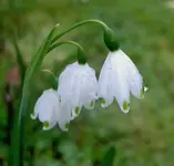 Maerzenbecher a v.webp