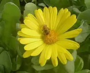 Ringelblume a v.webp