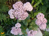 100.webp