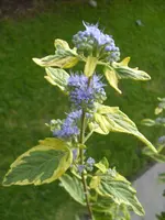 107.webp