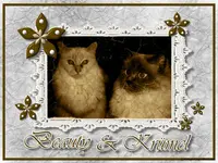 collage-alt-beate.webp