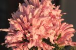 Justicia carnea.JPG