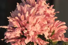 Justicia carnea.webp